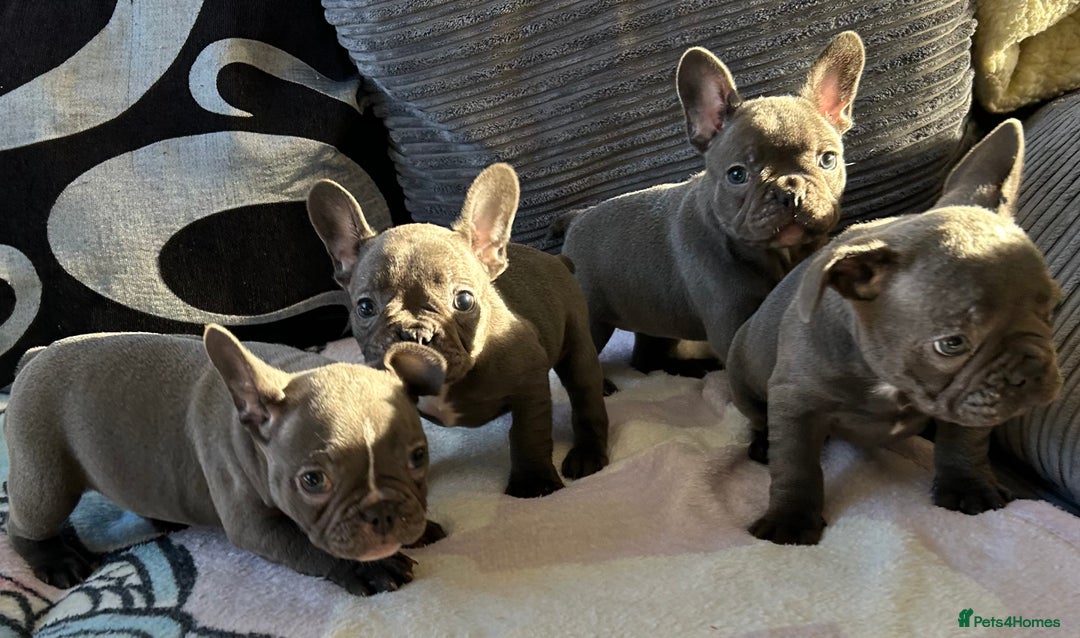French Bulldog dogs for sale: 4 Solid Blue French Bulldog Girls - Advert 15