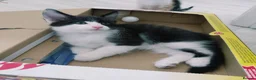 Mixed Breed cats for sale: Lovely kittens looking for a loving home ❤️ - Advert 16