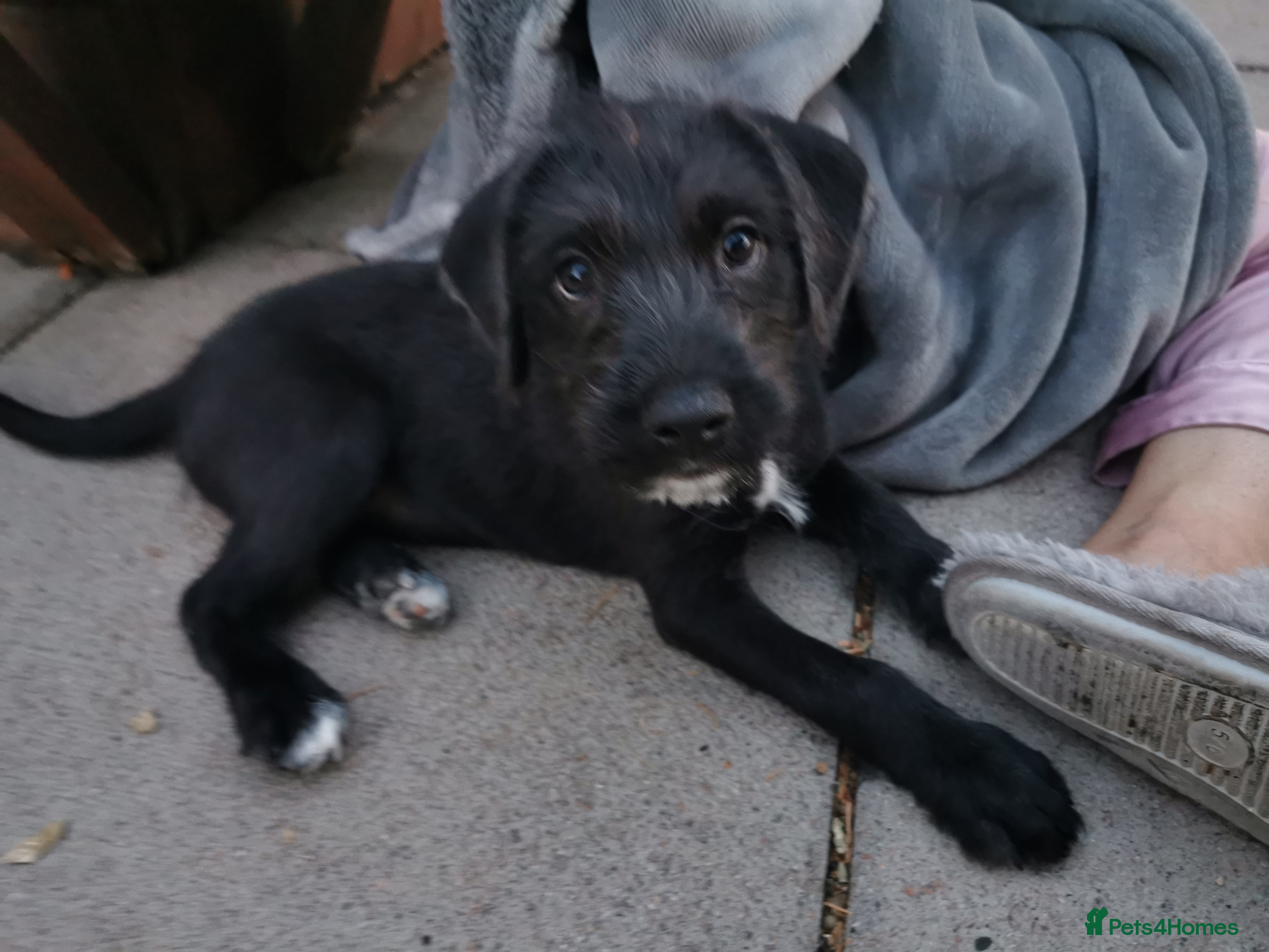 Mixed Breed dogs 7 beautiful staffie x labradoodle puppies for sale - Advert 2