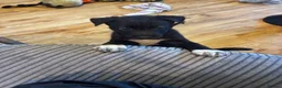 German Shepherd dogs for sale: GERMAN SHEPHERDS  - Advert 4