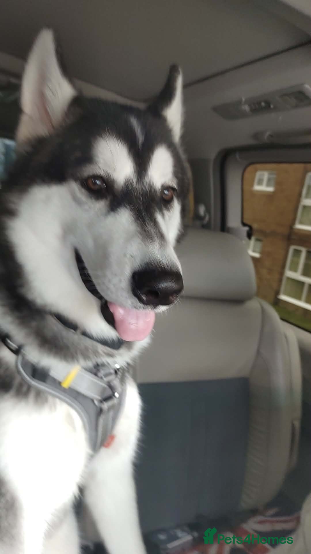 Siberian Husky dogs 8 months old male husky  - Advert 11