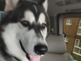 Siberian Husky dogs 8 months old male husky - Advert 11