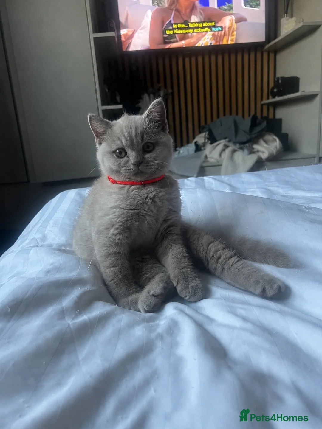 British Shorthair cats for sale: Beautiful lilac British short hair kittens - Advert 1