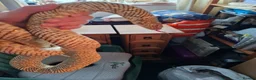 King Snake reptiles for sale: Blotched king snake - Advert 5