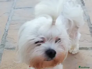 Maltese dogs Stunning Gentle Maltese Boy - Advert 6