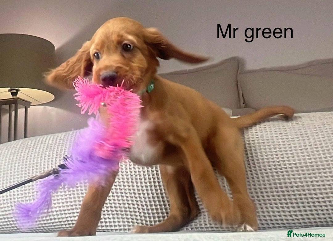 Irish Doodle dogs for sale: The perfect Doodle - Advert 19