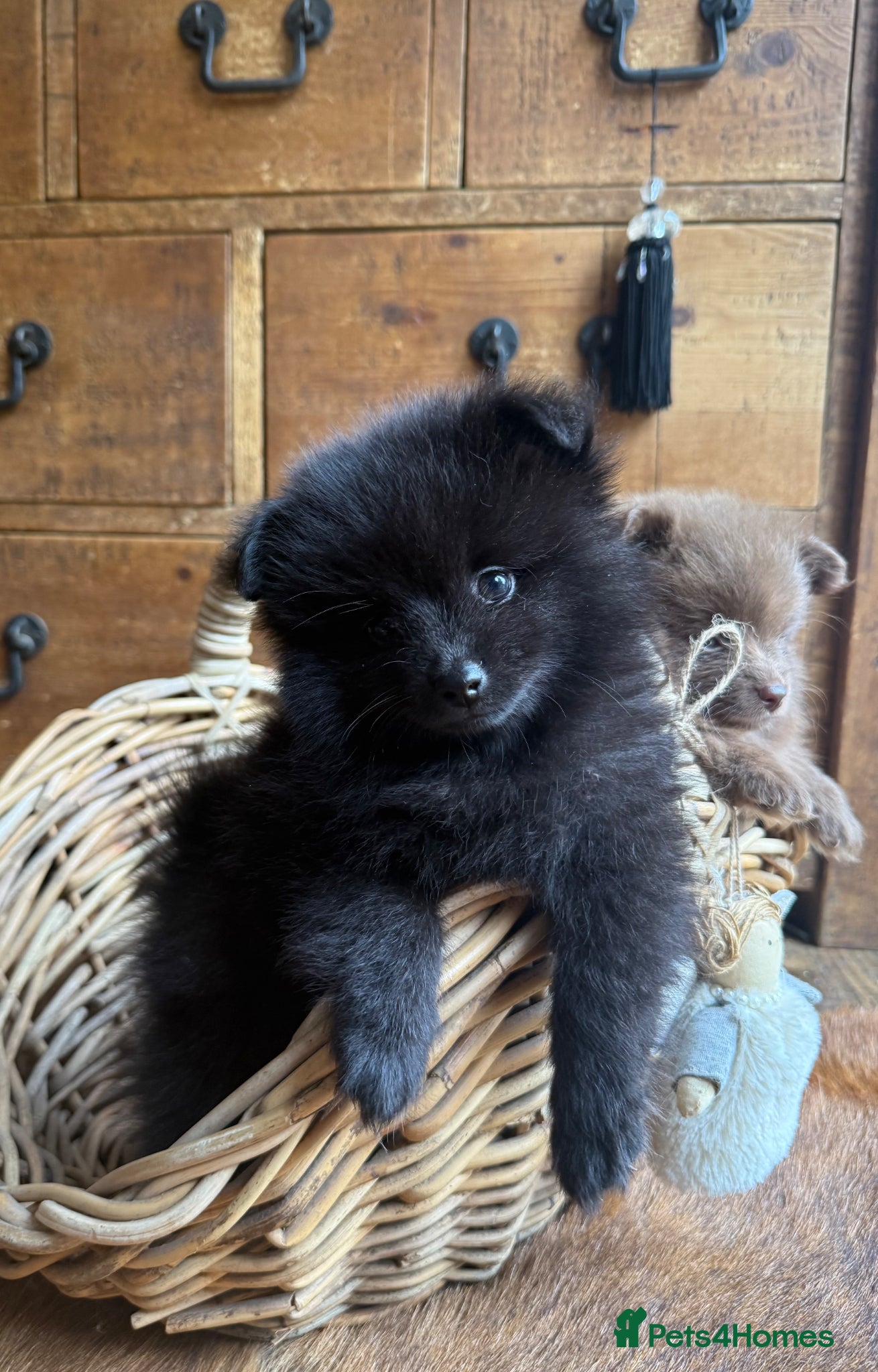 Pomeranian dogs Tiny Russian Pomeranian Puppies  - Advert 18
