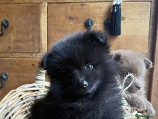 Pomeranian dogs Tiny Russian Pomeranian Puppies - Advert 18