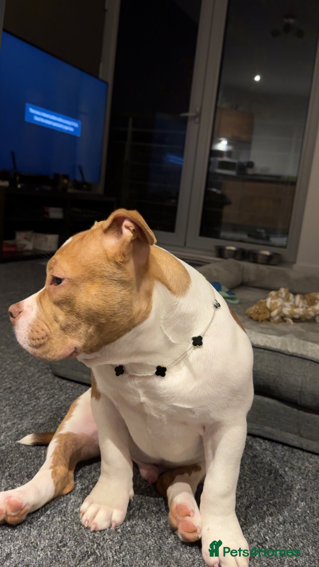 American Bully dogs for sale: ABKC puppy pocket bully  - Advert 2