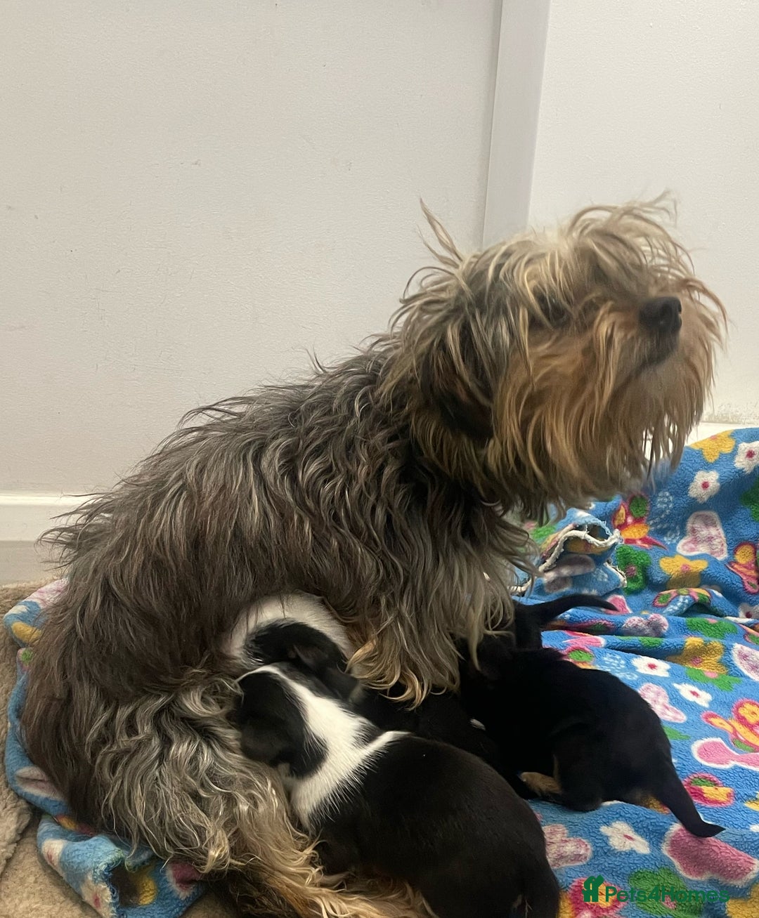 Mixed Breed dogs for sale: Yorkshire terrier/ jack Russell puppies  - Advert 10