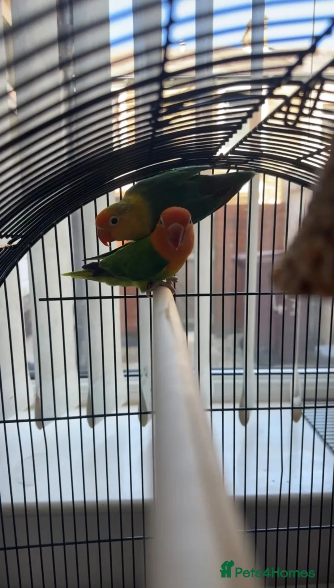 Lovebirds birds for sale: Lovely pair of love birds in Burnley - Advert 2