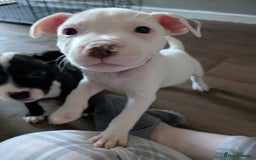 Mixed Breed dogs for sale: American bulldog x staffie, Ready to leave!! - Image 3