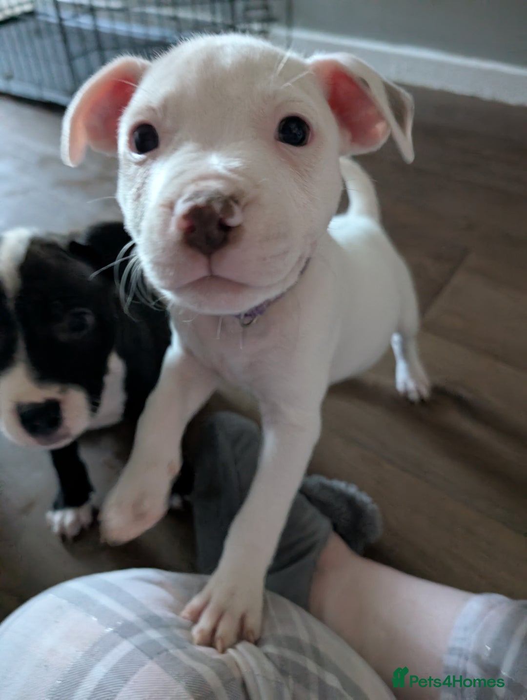 Mixed Breed dogs for sale: American bulldog x staffie, Ready to leave!! - Image 3