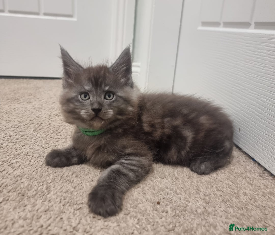 Maine Coon cats for sale: Stunning Maine Coon Kittens for sale/ Reservation  - Advert 4
