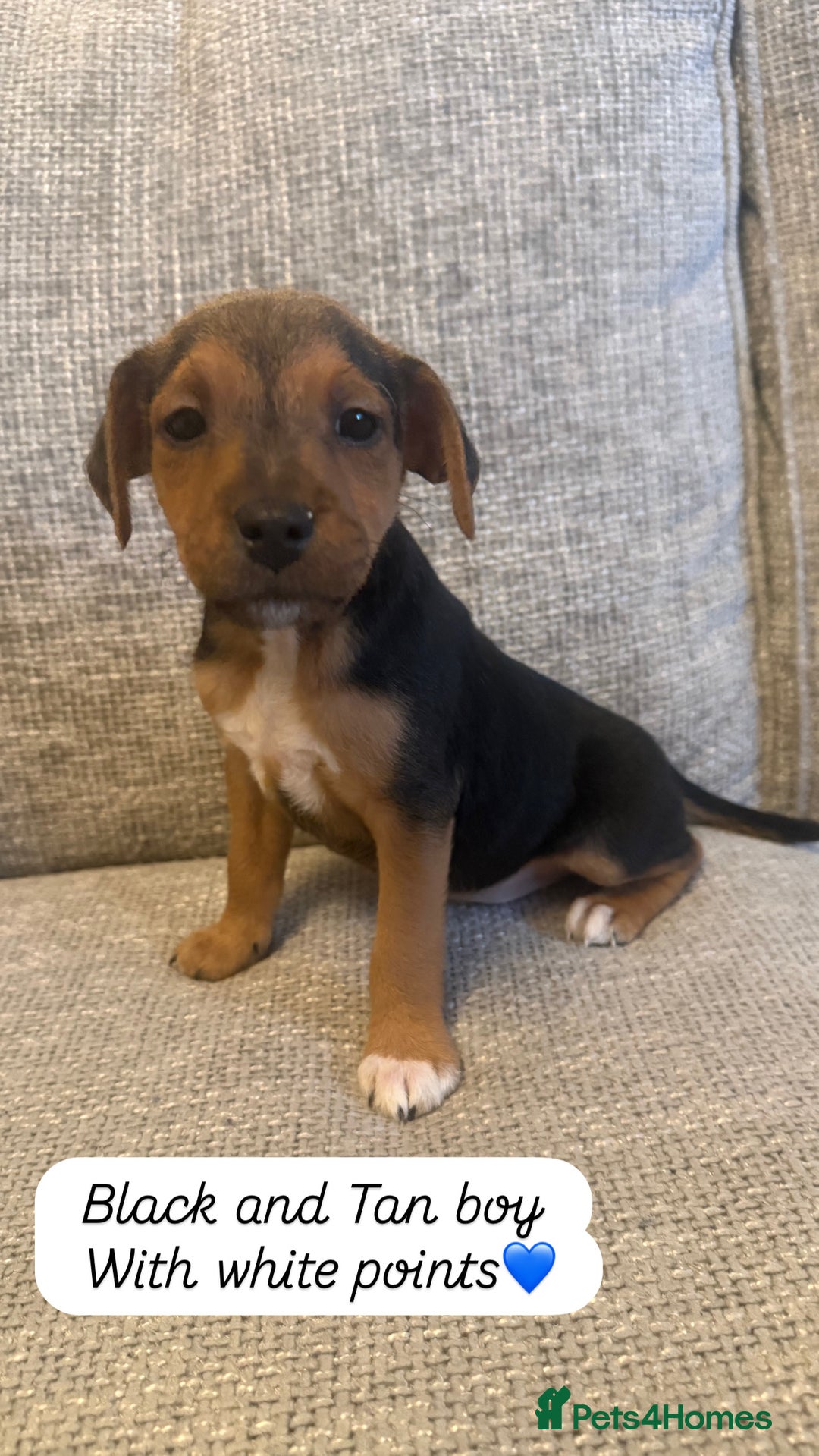 Jack Russell dogs for sale: 5 Jack Russell puppies - Advert 5