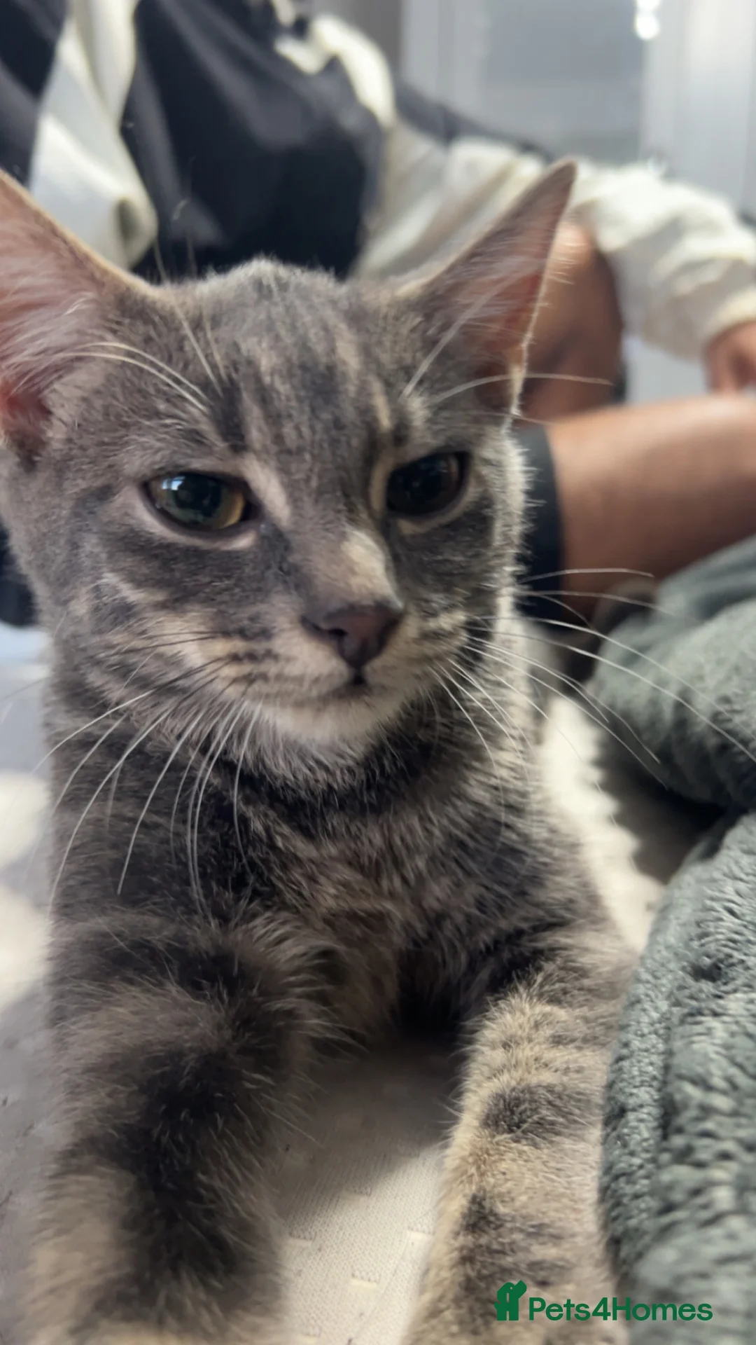 Domestic Shorthair cats for sale: Grey tabby kitten  in West Bromwich - Advert 2