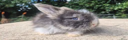 Angora rabbits for sale: 🩷 FULL FACE ANGORA BABIES- PARENTS FROM🇫🇷 - Advert 32