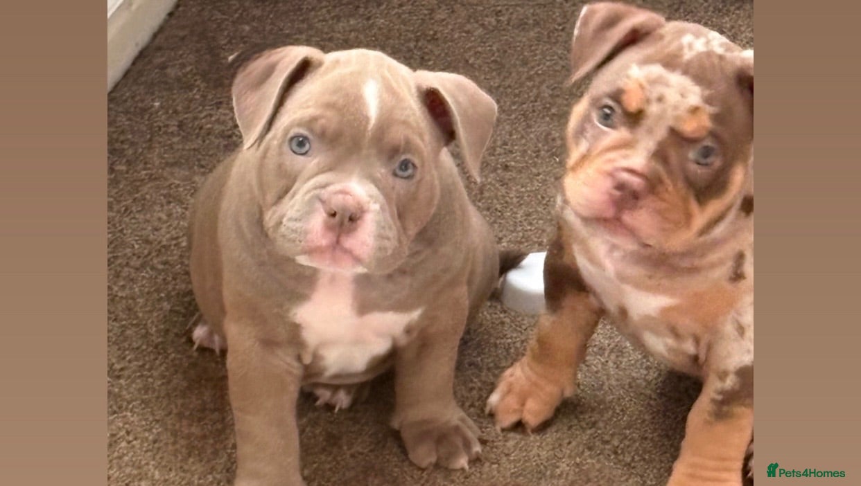 American Bully dogs 🧬 STUNNING CHUNKY POCKET BULLYS 🏆  - Advert 12