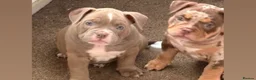 American Bully dogs for sale: 🌟BANK HOLIDAY SPECIAL🌟 Pocket bully pups 😍🐶🏆  - Advert 6