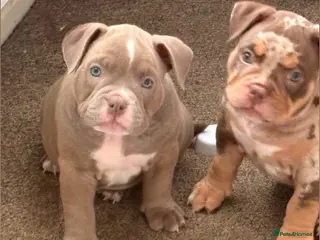 American Bully dogs 🧬 STUNNING CHUNKY POCKET BULLYS 🏆 - Advert 6