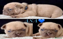 French Bulldog dogs for sale: QUALITY HOME BRED FRENCH BULLDOG PUPPIES - Image 4