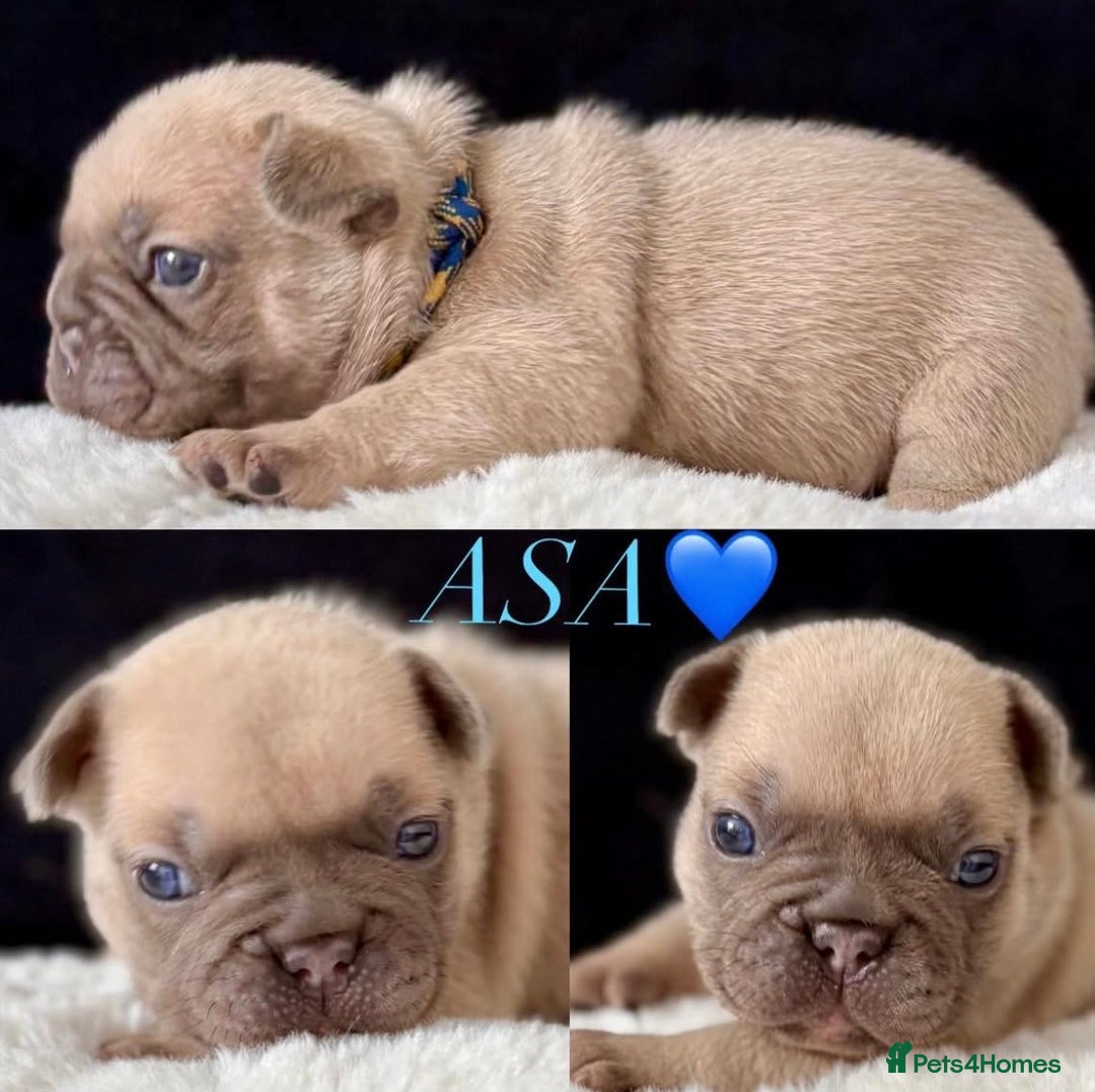 French Bulldog dogs for sale: QUALITY HOME BRED FRENCH BULLDOG PUPPIES - Image 4