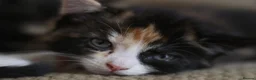 Mixed Breed cats for sale: Beautiful Fluffy Kittens - Advert 5