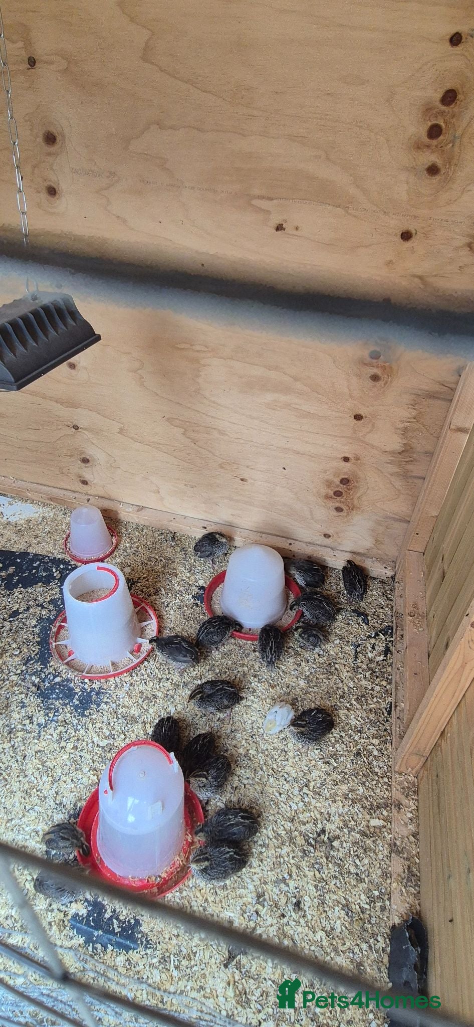 Mixed Breed birds Jumbo coturnix quails chicks  - Advert 10