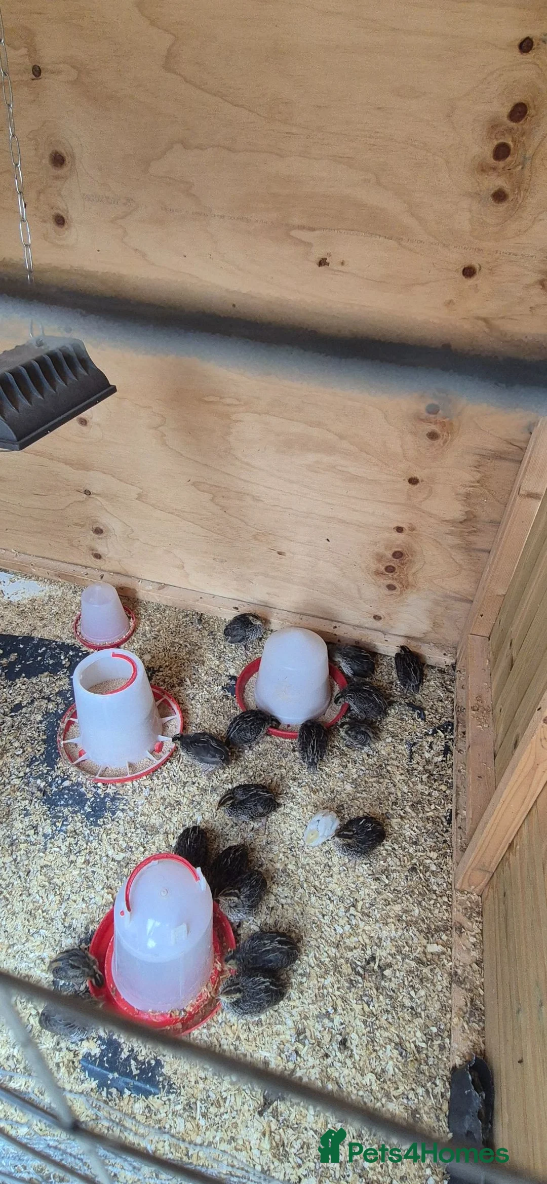 Mixed Breed birds for sale: Jumbo coturnix quails chicks  - Advert 1