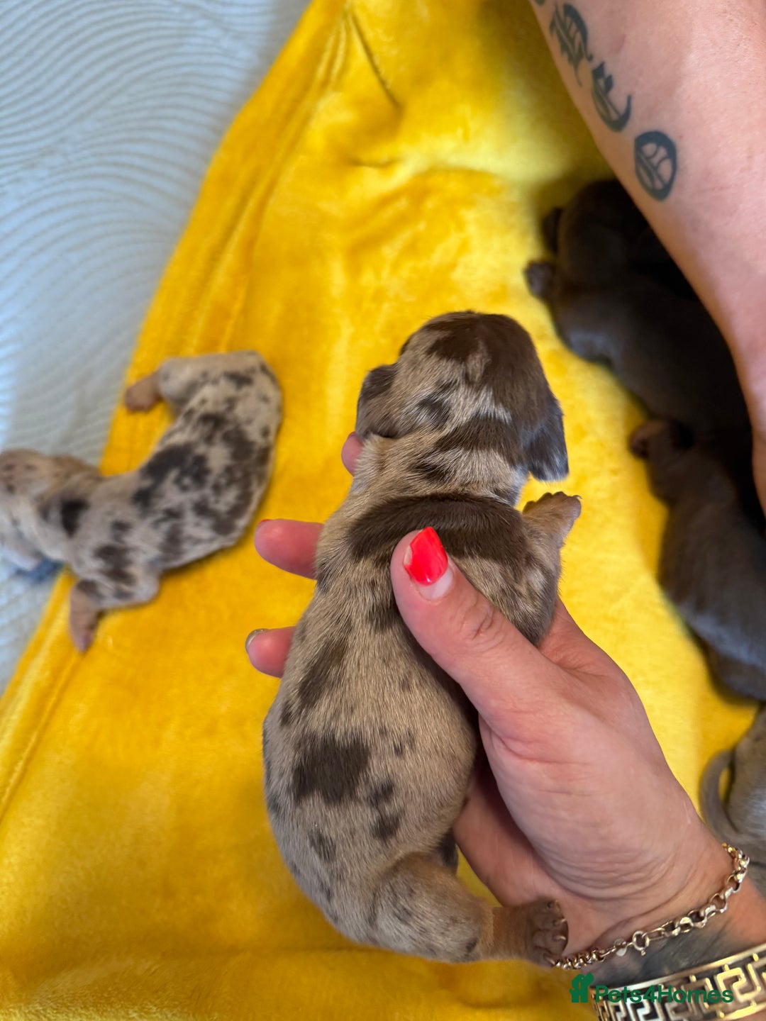 Miniature Dachshund dogs for sale: ❤️🐶 Miniature dachshund puppies 🐶❤️ - Image 8