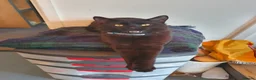 Mixed Breed cats for sale: 2 bengal/tortoiseshell/tabby kittens - Advert 7