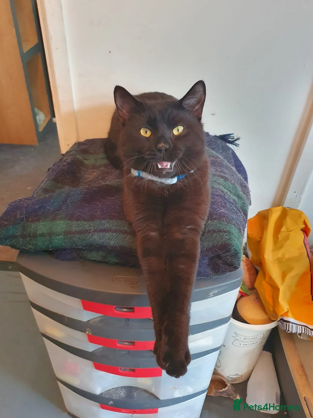 Mixed Breed cats for sale: 2 bengal/tortoiseshell/tabby kittens - Advert 7