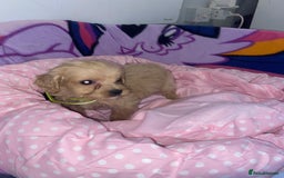 Cockapoo dogs for sale: Cockapoo puppies for sale - Image 8