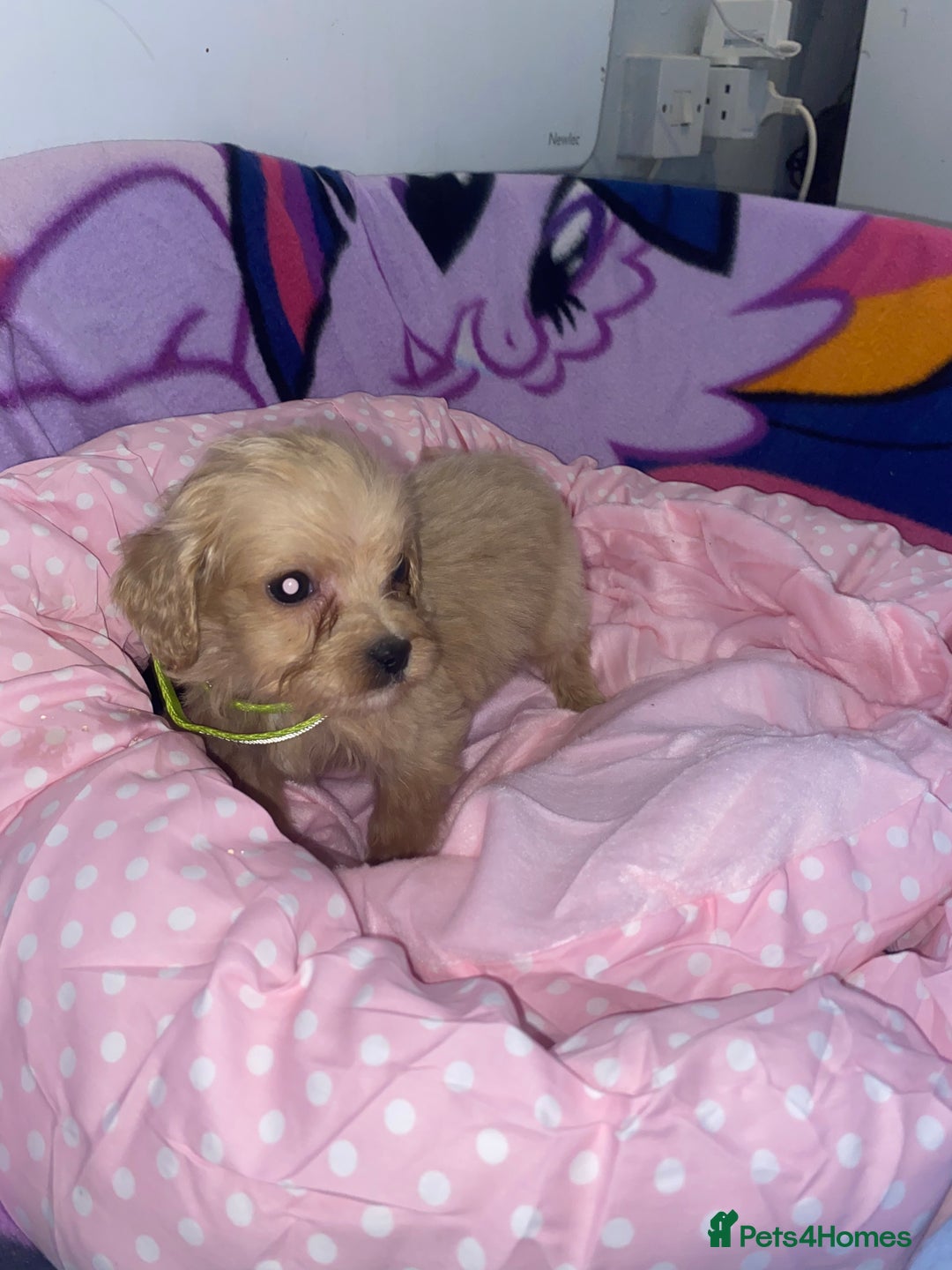 Cockapoo dogs for sale: Cockapoo puppies for sale - Image 8