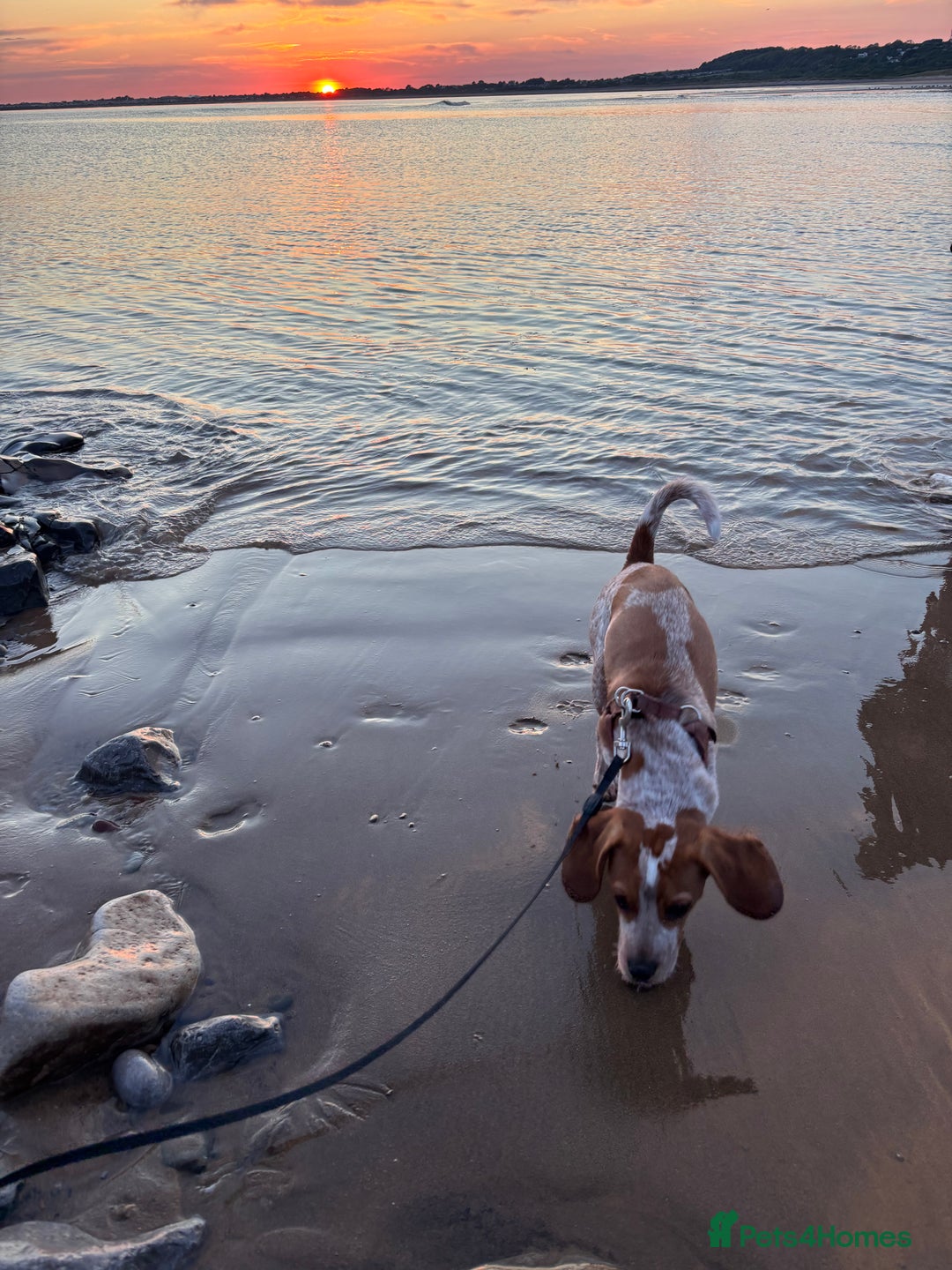 Beaglier dogs for sale: 13 month old beaglier  - Advert 26