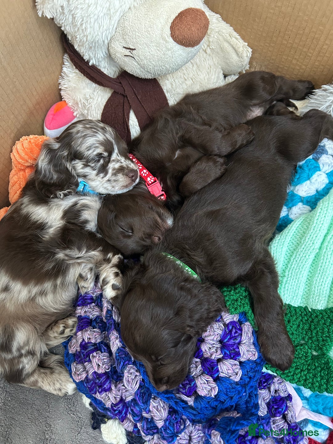Cockapoo dogs for sale: F2 Toy Cockapoos, Two chocolate boys left - Image 5