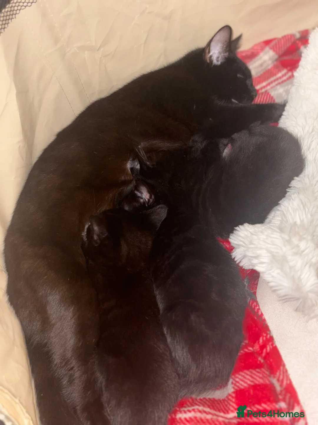 British Longhair cats for sale: Kittens - Advert 11