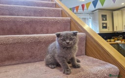 Scottish Fold cats for sale: 1 BSH Boy AVAILABLE. in Sheffield - Image 22