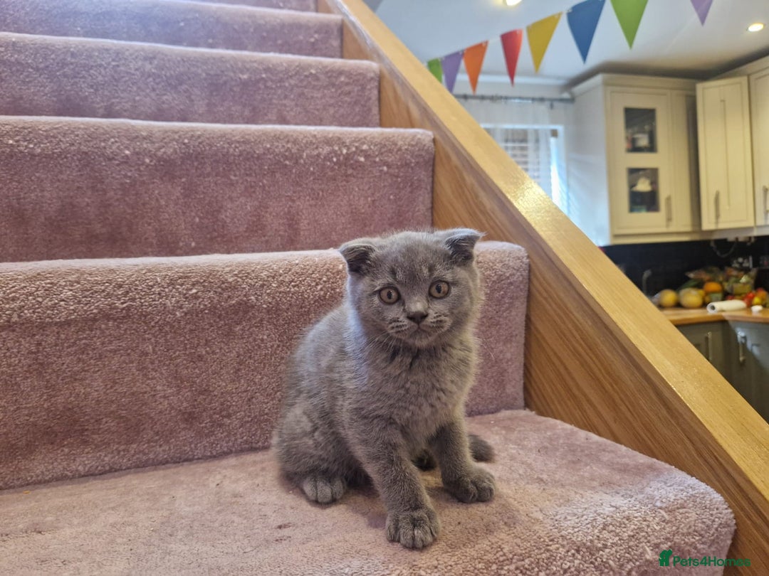 Scottish Fold cats for sale: 1 BSH Boy AVAILABLE. in Sheffield - Image 22