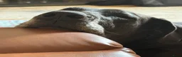 Great Dane dogs for sale: Black Female Great Dane 5yrs Old in Windsor - Advert 4