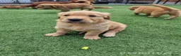 Golden Retriever dogs for sale: Stunning dark golden retriever puppies for sale - Advert 39