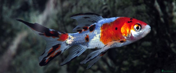 Pond Fish fish Pond fish in need of rehoming  - Advert 1