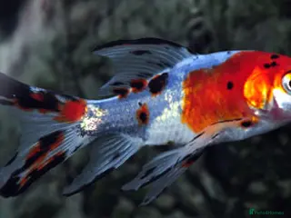 Pond Fish fish Pond fish in need of rehoming - Advert 1