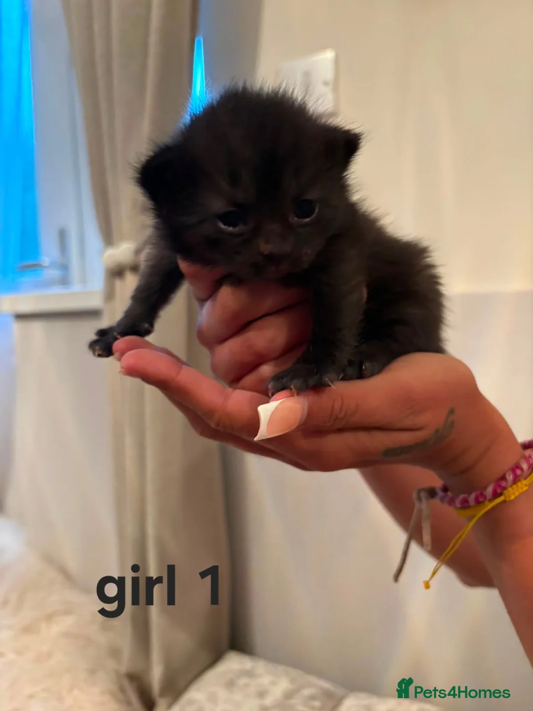 British Shorthair cats for sale: British short hair cross - Advert 2