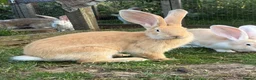 Continental Giant rabbits for sale: Continental giant babies available  - Advert 2