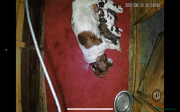 Sprocker dogs for sale: Sproker - Image 9