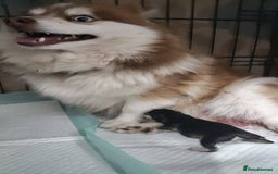 Pomsky dogs for sale: Micro F4 pomsky pups  - Image 5