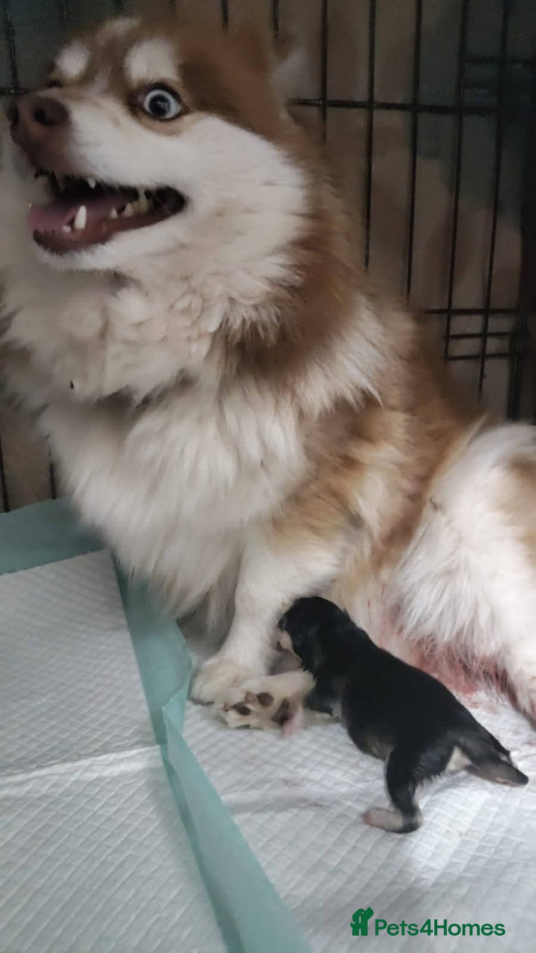 Pomsky dogs for sale: Micro F4 pomsky pups  - Image 5