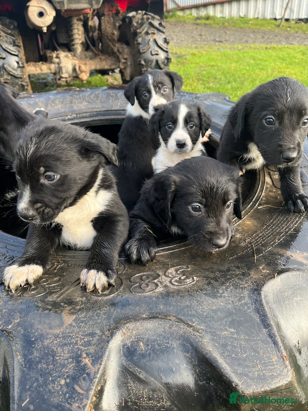 Sprollie dogs for sale: Sprollie puppies  - Advert 12