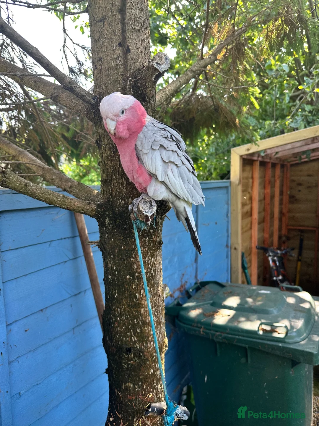 Parrots birds for sale: Pink galah  - Advert 2